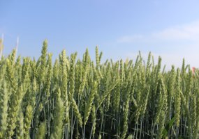 Parodoje „Agrovizija 2022“ susitiko žemės ūkio verslo profesionalai - 42